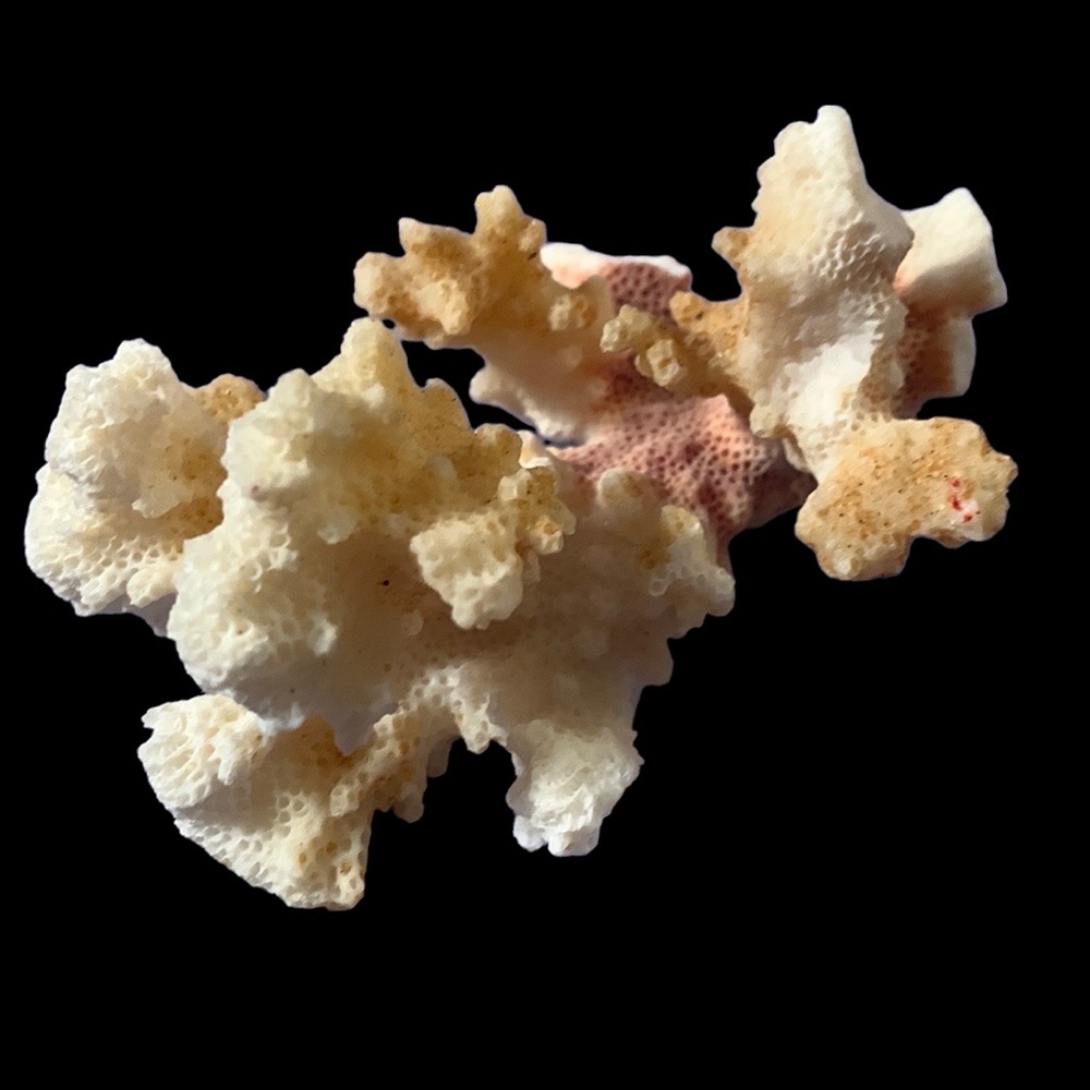 COPY - Coral branch.